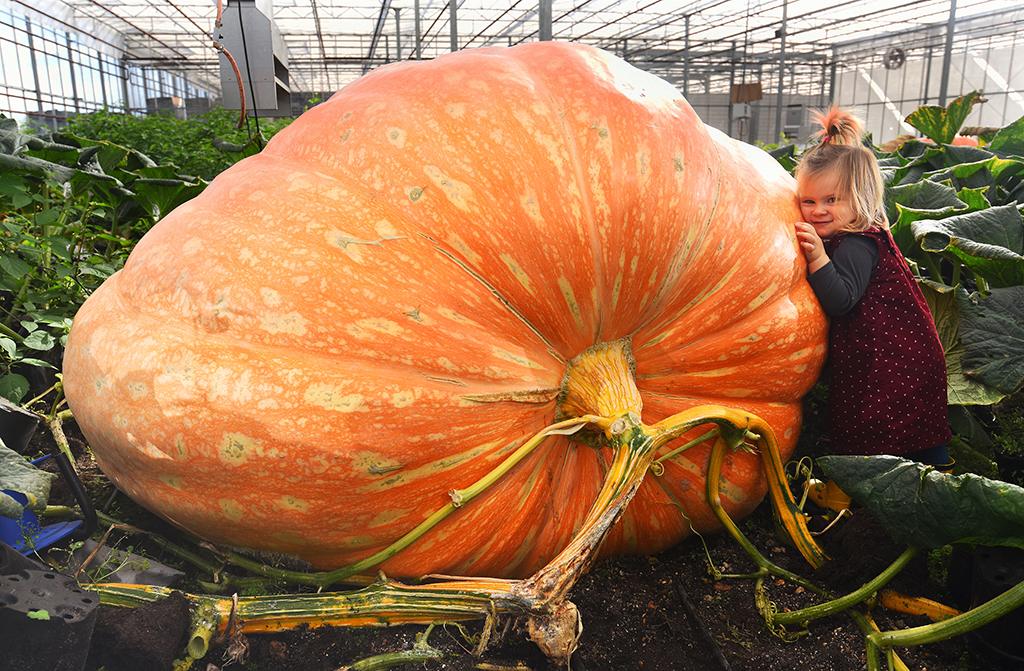 英国老人种出重1.1吨巨型南瓜 