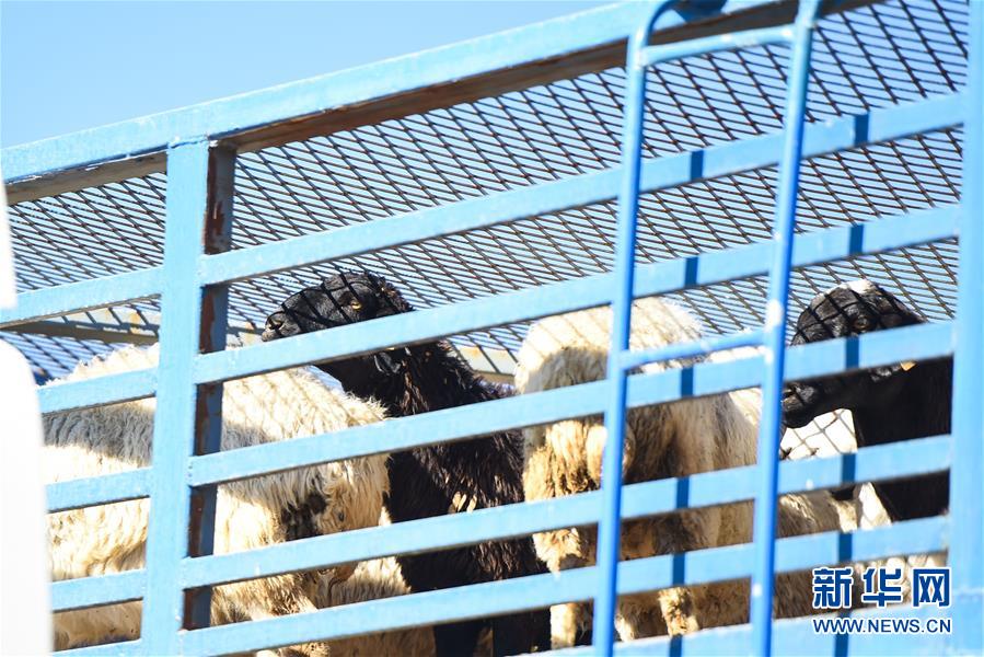 （社会）（12）中国开始接收蒙古国3万只“捐赠羊”