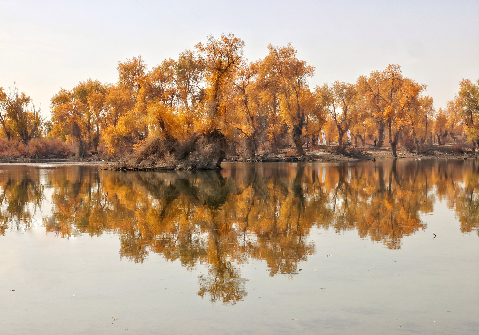 世界上最大的胡杨林，藏在新疆南部鲜有人知，秋天风景美如仙境_沙雅