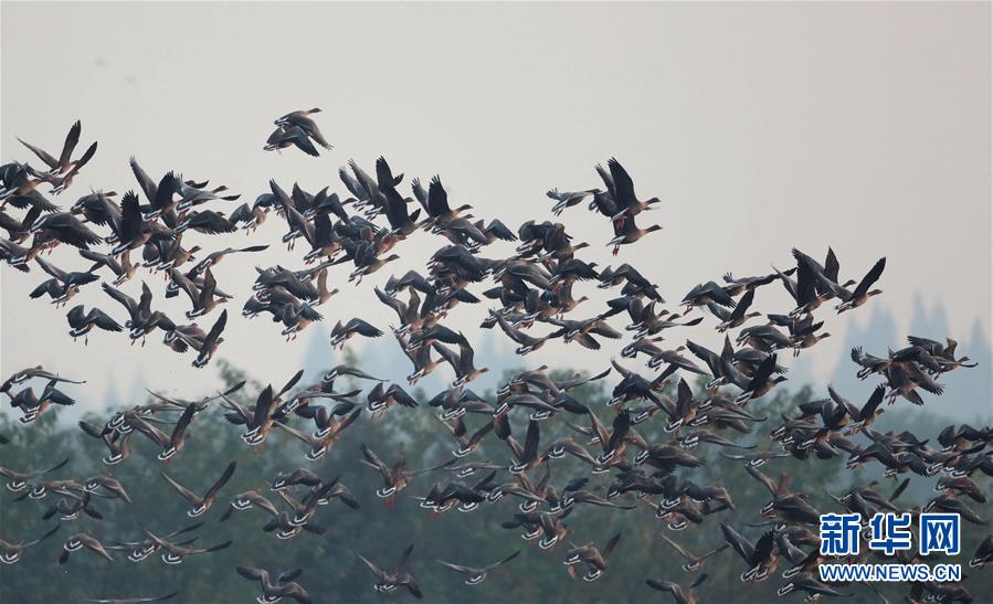 （图文互动）（2）东洞庭湖迎来今年首批冬候鸟逾2万只