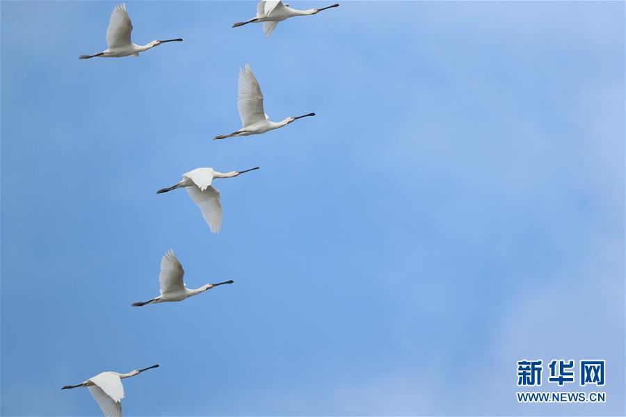 （图文互动）（4）东洞庭湖迎来今年首批冬候鸟逾2万只
