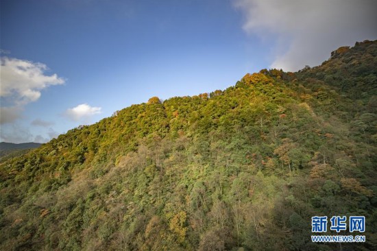 （环境）（2）重庆南川：金佛山上秋意浓