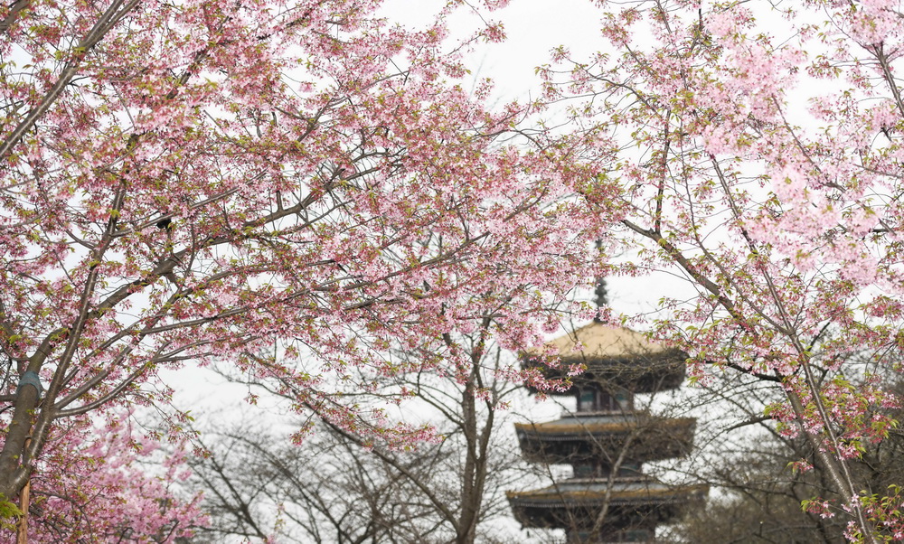 3月3日，武汉东湖樱花园内樱花开放。