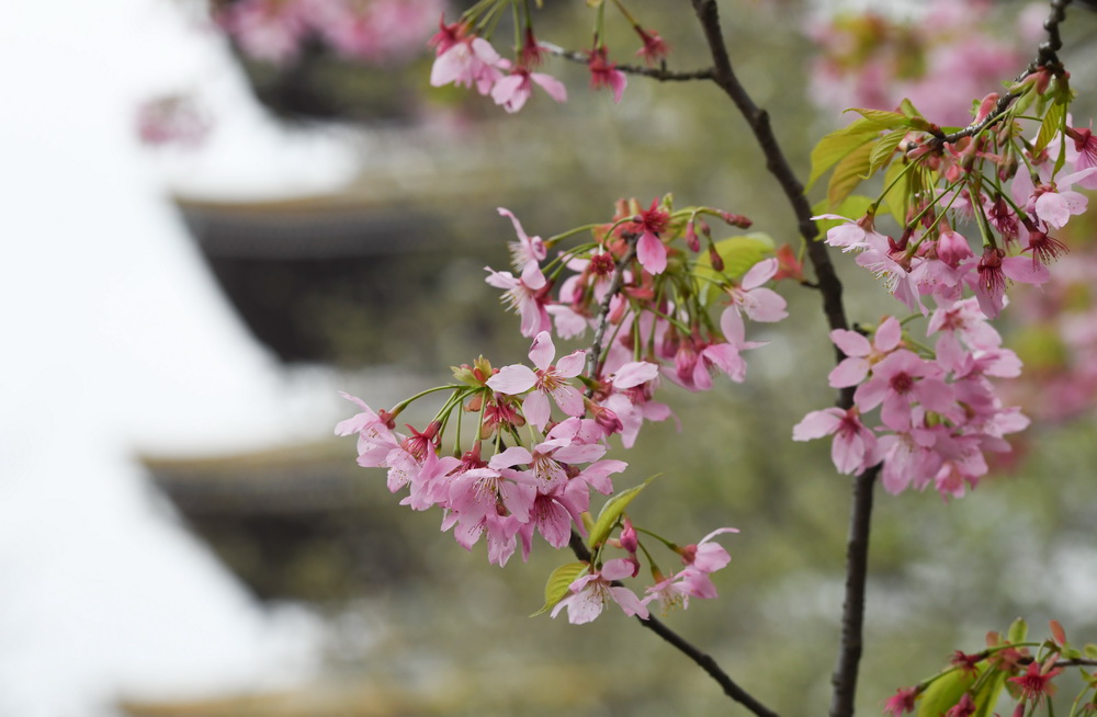 3月3日，武汉东湖樱花园内樱花开放。