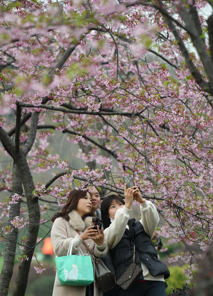 3月3日，游客在武汉东湖樱花园内赏花。