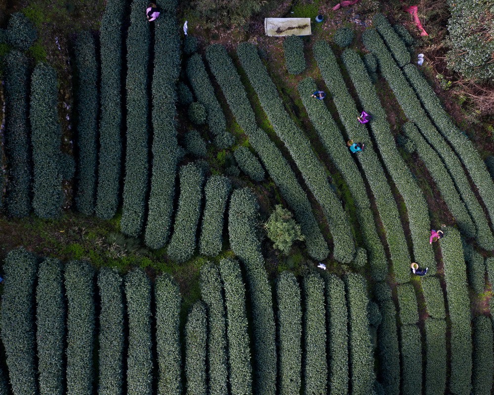 3月12日，在位于杭州市西湖风景名胜区满觉陇村白鹤峰的西湖龙井茶叶基地，茶农在采摘西湖龙井头茶（无人机照片）。