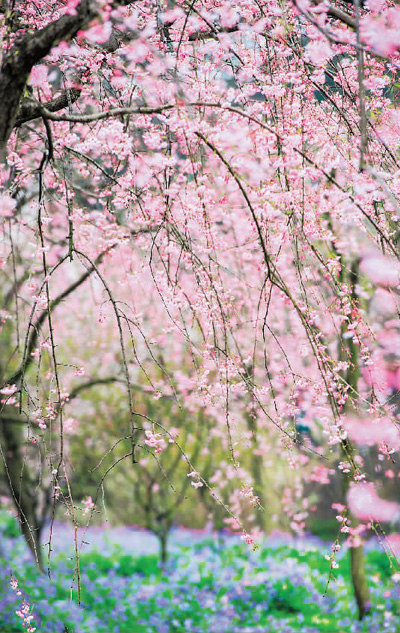 相约武汉赏樱花