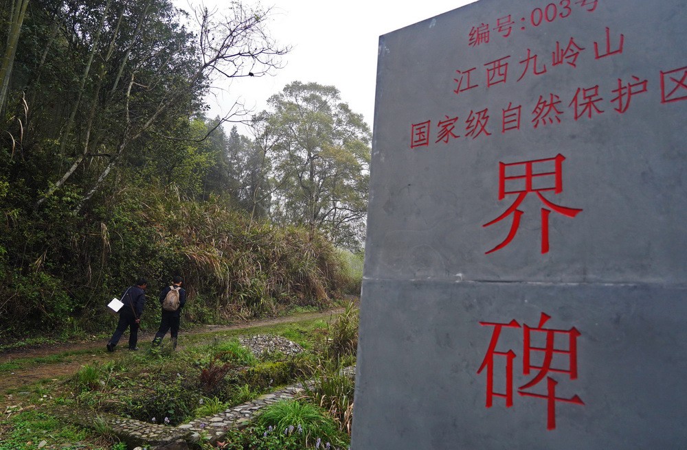 陈亮亮（右）和护林员进入保护区，开始巡护工作（3月17日摄）。新华社记者 万象 摄