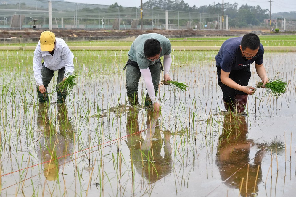 3月29日，研究人员在广州增城华南农业大学试验田插种嫦娥五号搭载的太空稻秧苗。新华社记者 刘大伟 摄