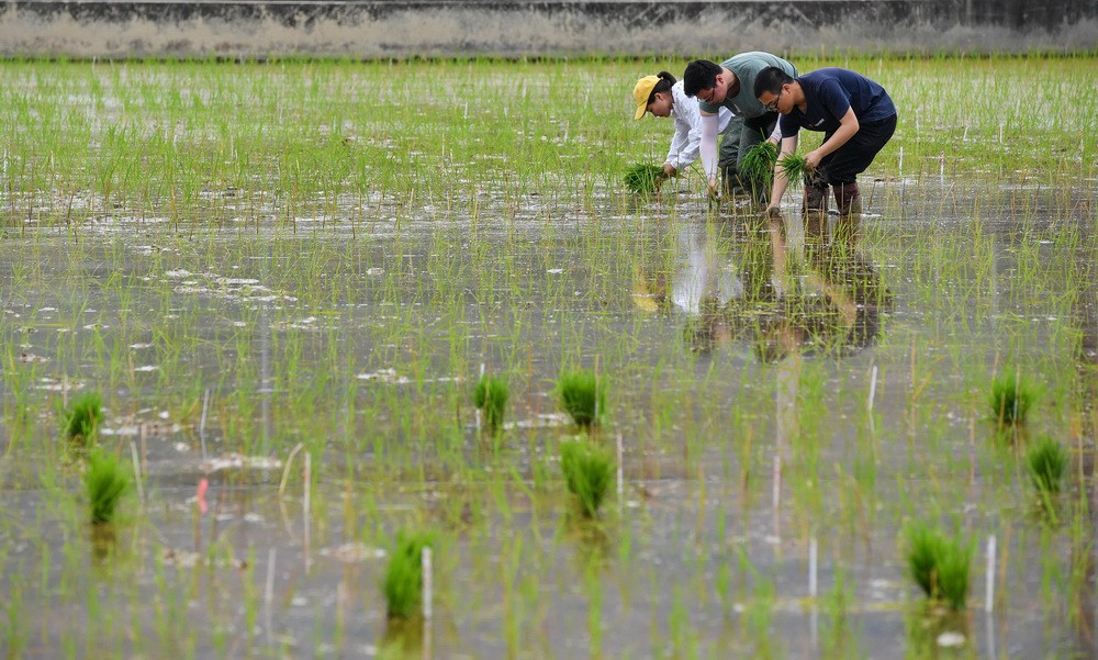 3月29日，研究人员在广州增城华南农业大学试验田插种嫦娥五号搭载的太空稻秧苗。新华社记者 刘大伟 摄