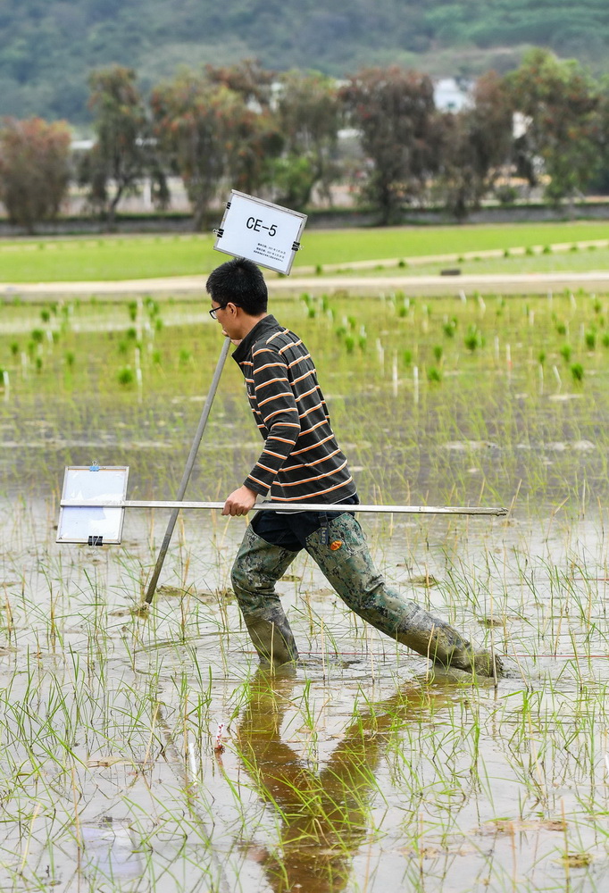 3月29日，华南农业大学国家植物航天育种工程技术研究中心王加峰博士为刚刚插秧太空稻的试验田插上写着“CE-5”的标识牌，这是嫦娥五号的拼音缩写。新华社记者 刘大伟 摄