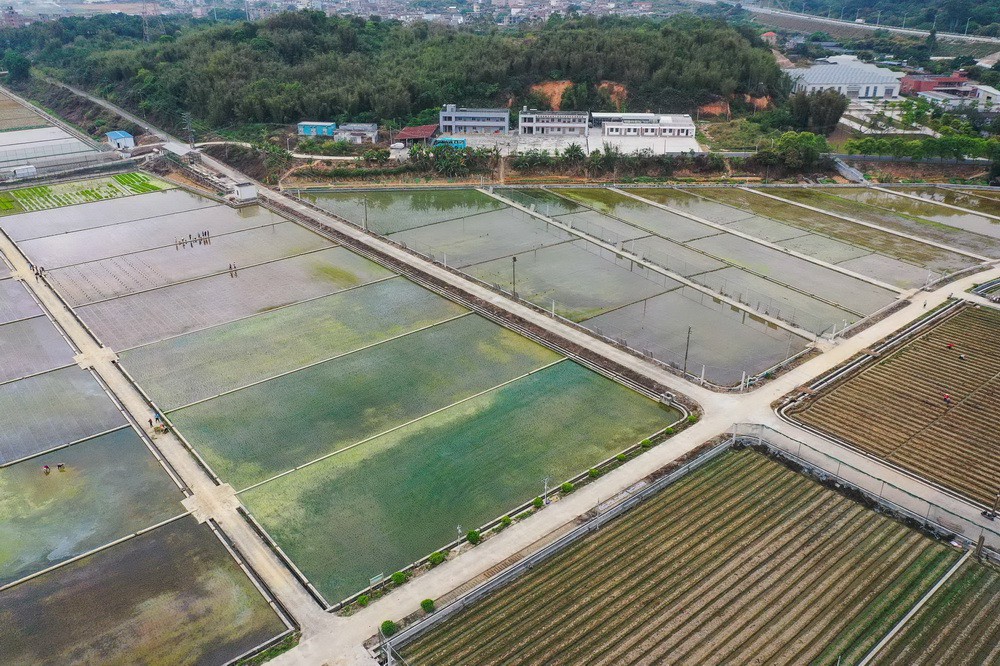 3月29日，研究人员在广州增城华南农业大学试验田准备插种嫦娥五号搭载的太空稻秧苗（无人机照片）。新华社记者 刘大伟 摄