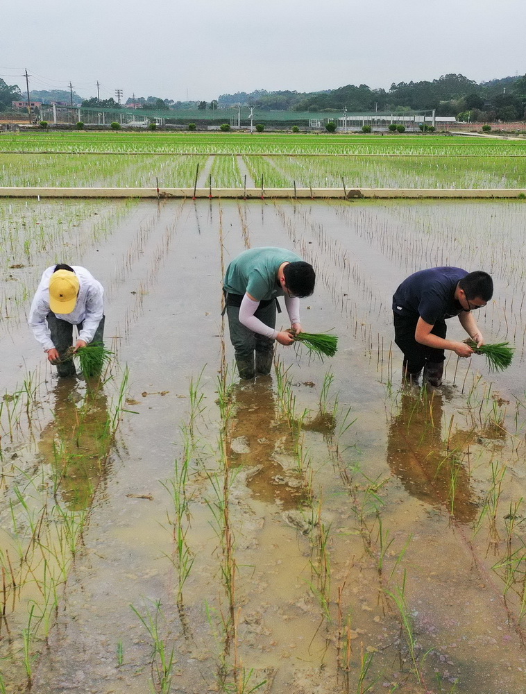 3月29日，研究人员在广州增城华南农业大学试验田插种嫦娥五号搭载的太空稻秧苗（无人机照片）。新华社记者 刘大伟 摄