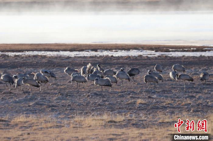 图为黄河源园区内拍摄的野生鸟类群正在嬉戏觅食。玛多县委宣传部供图