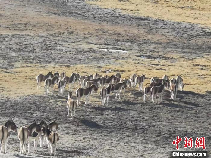 图为黄河源园区内拍摄的藏野驴种群。玛多县委宣传部供图