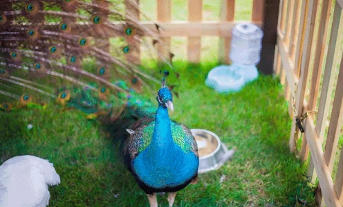 穿越时空 梦回宋朝——曹山未来城青安草市6月12日开市