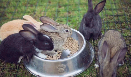 穿越时空 梦回宋朝——曹山未来城青安草市6月12日开市