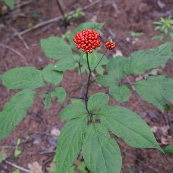 长白山野生人参(资料照片 周长庆摄曹保明在考察中发现"西山"其实是