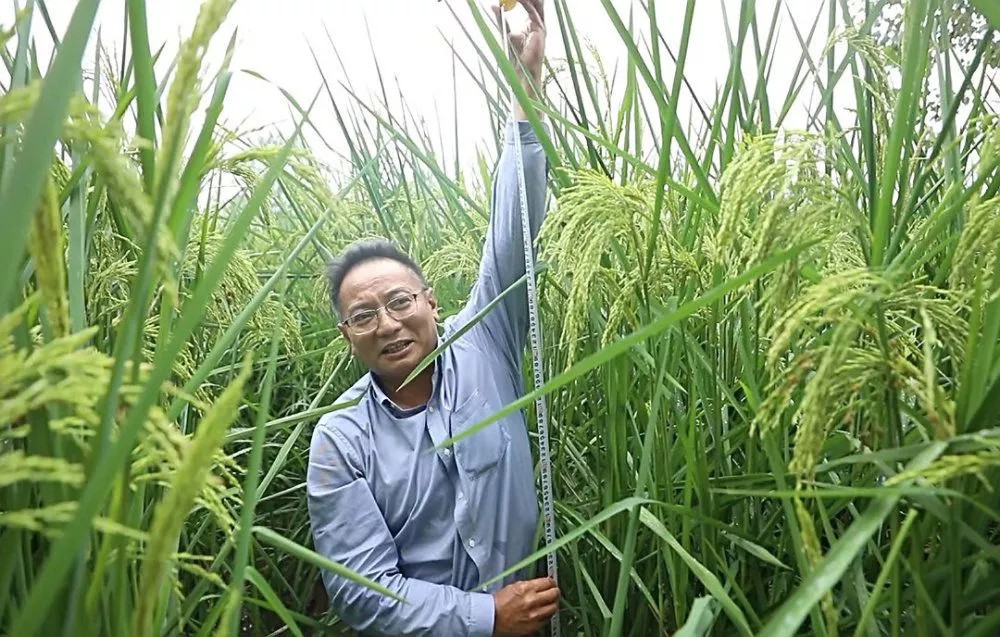 ▲“禾下乘凉梦”已经实现，2米“巨型稻”试种成功。