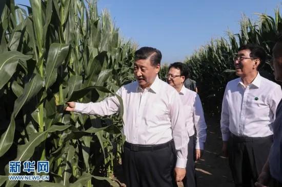 2020年7月22日至24日，习近平在吉林省考察。图为22日下午，在四平市梨树县国家百万亩绿色食品原料(玉米)标准化生产基地核心示范区地块，习近平走进玉米地，察看玉米长势。新华社记者 王晔 摄