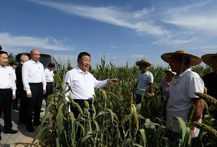2021年9月13日至14日，习近平在陕西省榆林市考察。图为13日下午，习近平在米脂县银州街道高西沟村临时下车，察看粮食作物长势，同正在田间劳作的老乡拉家常。新华社记者 李学仁 摄