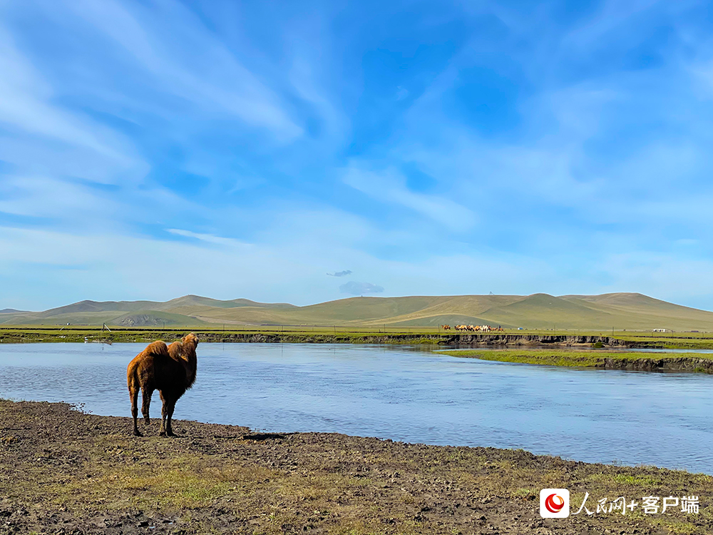 莫日格勒河河畔的骆驼。人民网记者董丝雨 摄