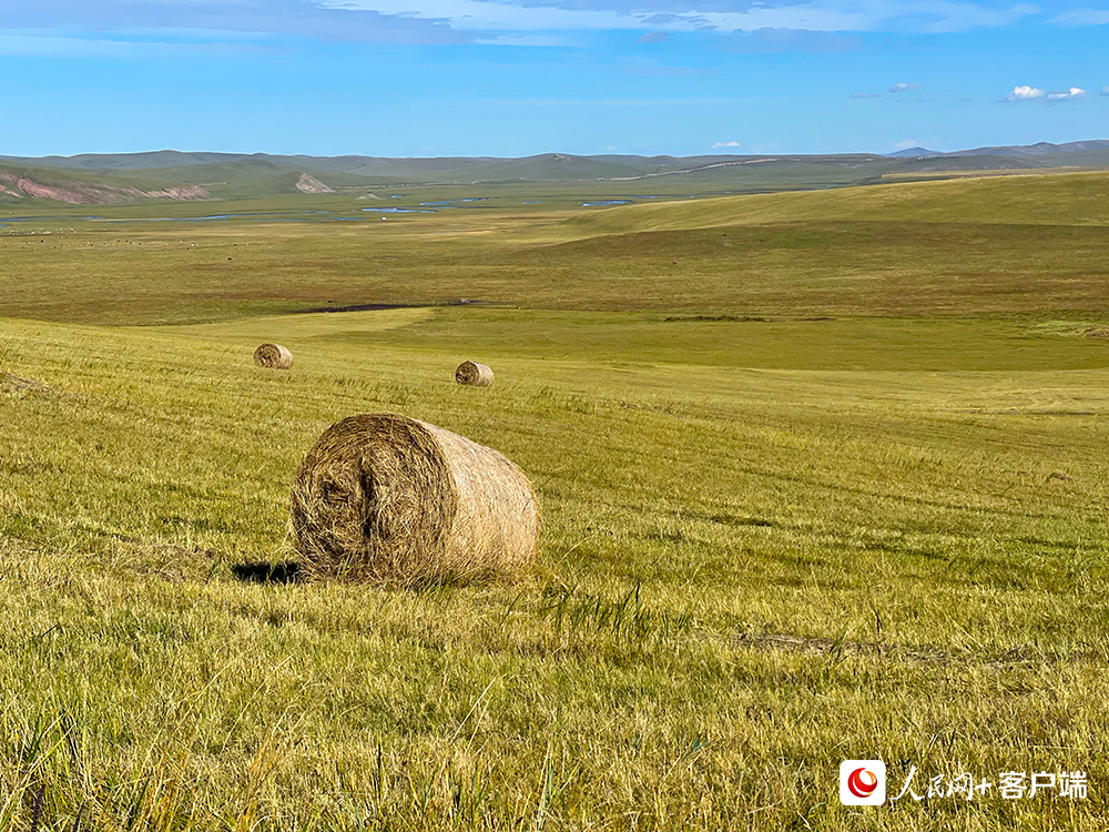 9月17日，正值牧草丰收季，草原上随处可见已打成捆的草垛。人民网记者董丝雨 摄