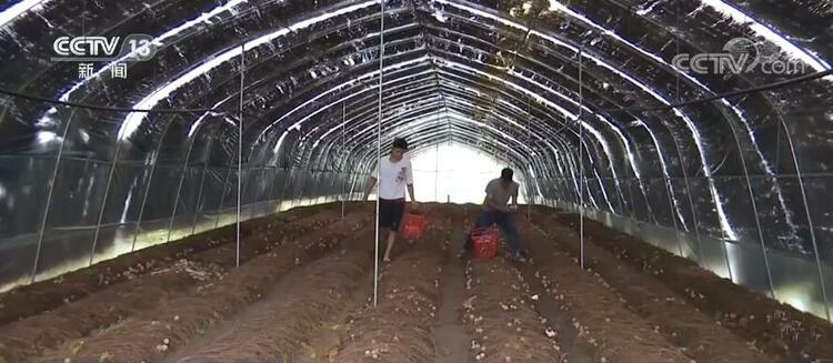 【丰收中国】贵州安龙：种植红托竹荪 带动农户增收