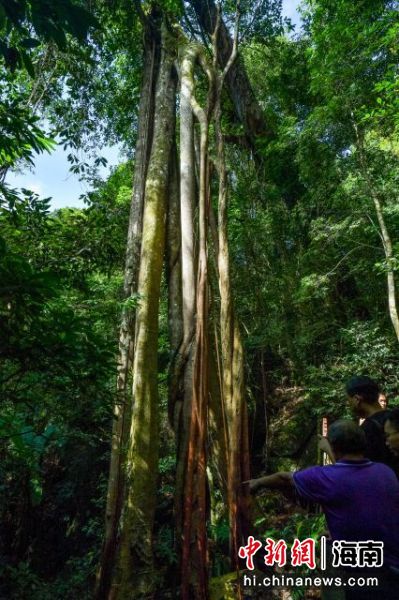 在尖峰岭自然保护区热带雨林中拍摄的“独木成林”现象。骆云飞摄