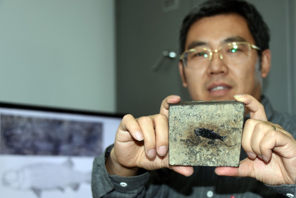 10月26日，徐光辉研究员当天下午在北京办公室接受中新社记者采访，展示介绍亚洲肋鳞裂齿鱼化石标本。