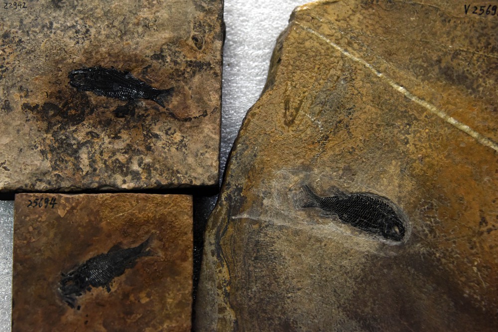 10月26日，目前仅有的3件亚洲肋鳞裂齿鱼化石标本。