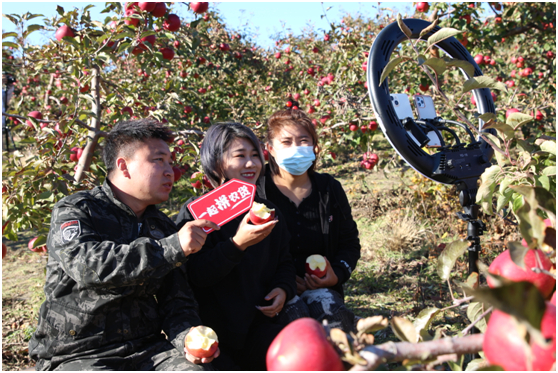 在“一眼望三国”的珲春，这群“新农人”为孟岭苹果拼出新天地