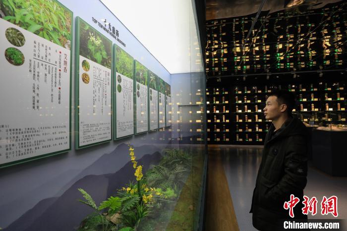 12月1日，一名学生在观看博物馆展出的“十大苗药”宣传资料。　瞿宏伦 摄