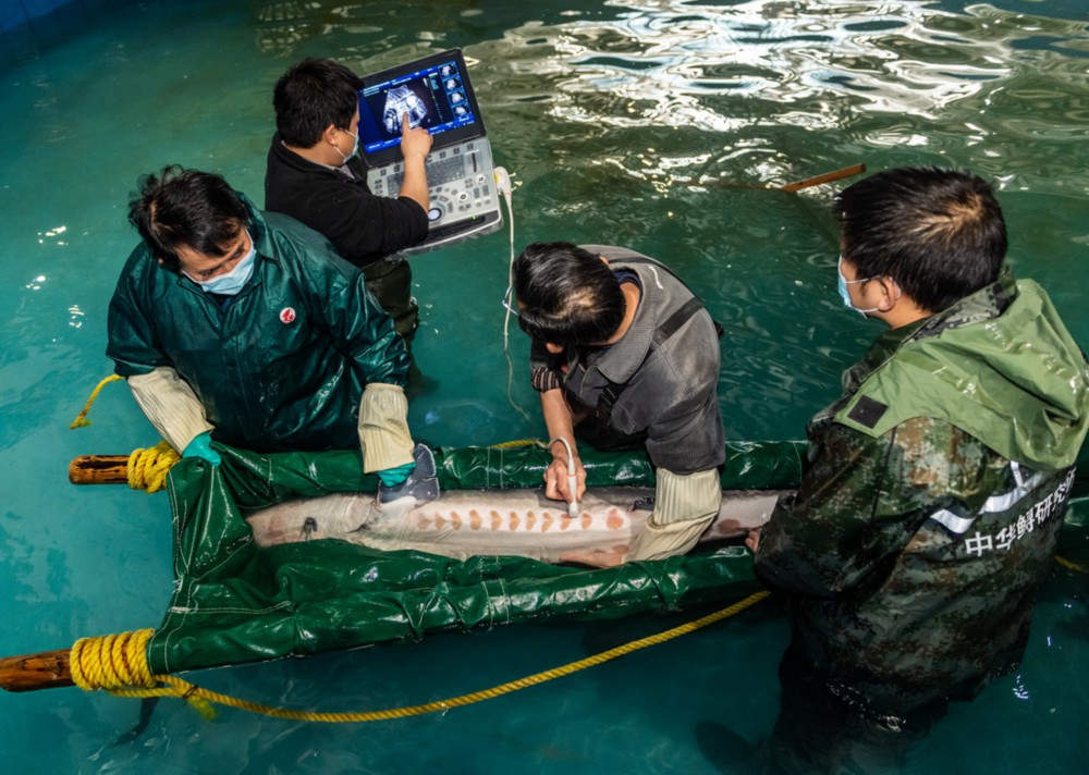 1月11日，工作人员在中华鲟研究所三峡实验站珍稀鱼类养殖车间为中华鲟“子二代”做检查。