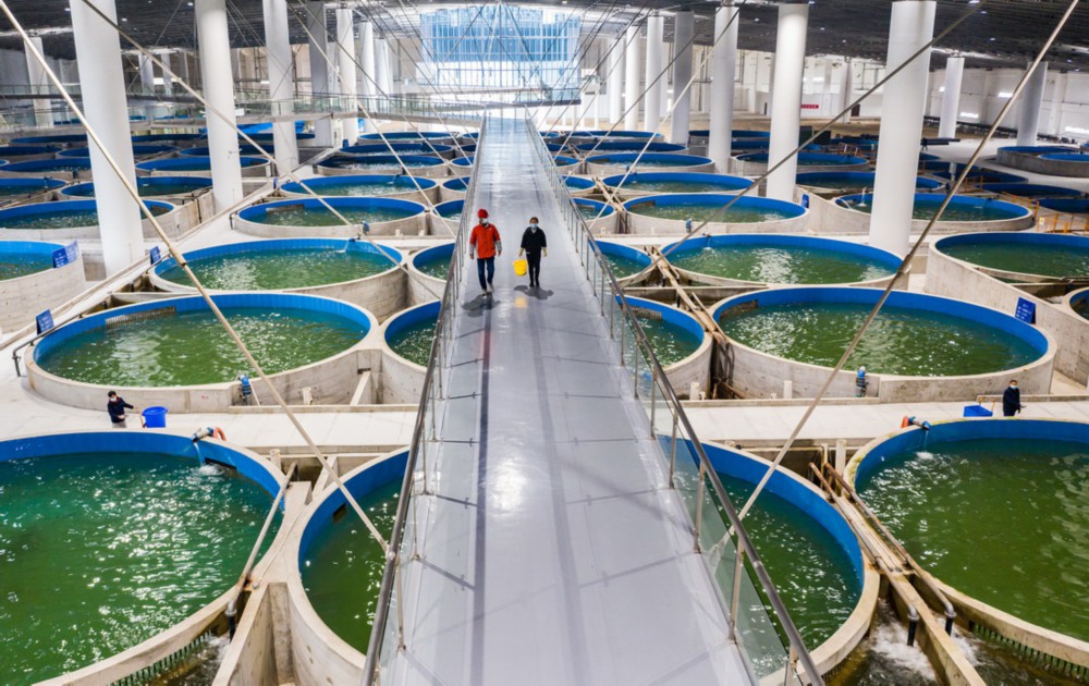 1月11日拍摄的中华鲟研究所三峡实验站珍稀鱼类养殖车间（无人机照片）。