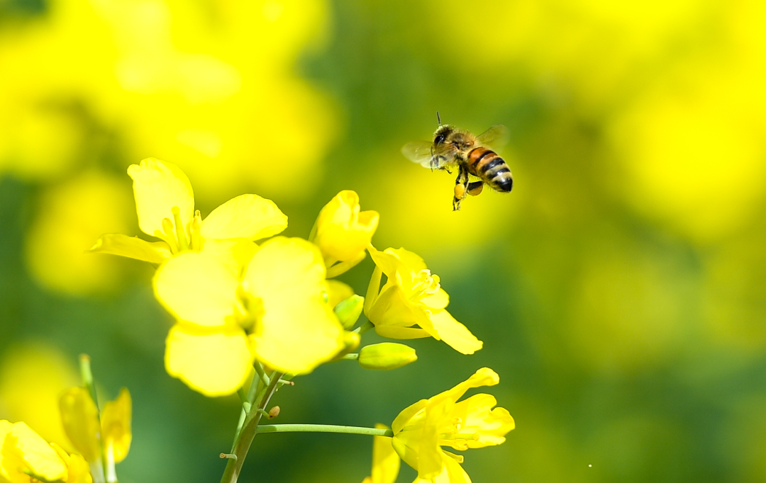 盛开的油菜花吸引了蜜蜂前来采蜜 孔德云 摄