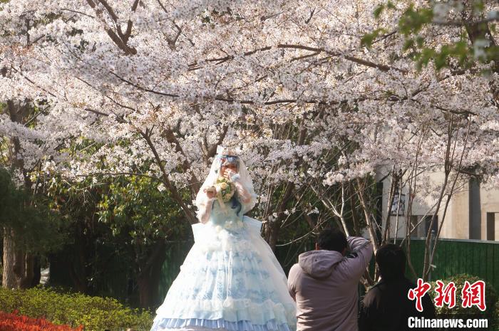 图为郑州市民在樱花下拍摄写真。　韩章云 摄
