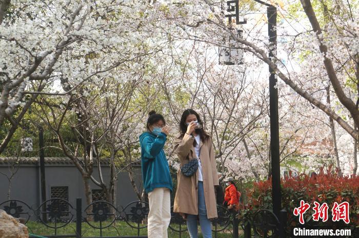 郑州樱花盛开市民樱花树下拍照留念。　韩章云 摄