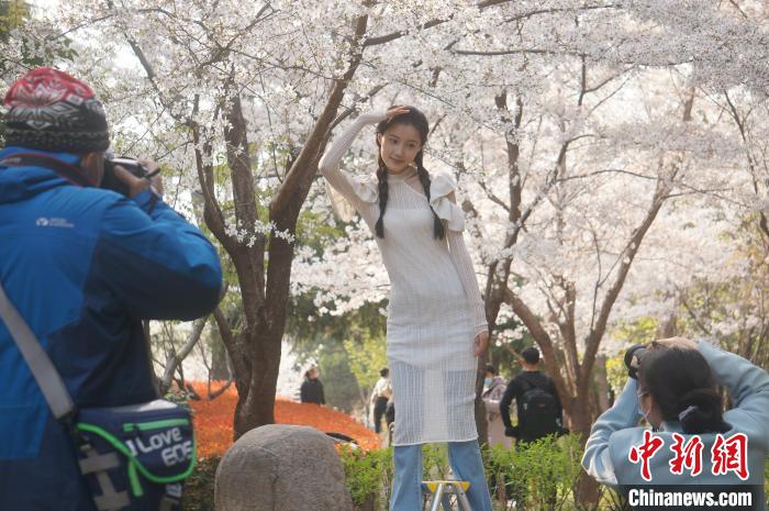 图为郑州市民在樱花下拍摄写真。　韩章云 摄