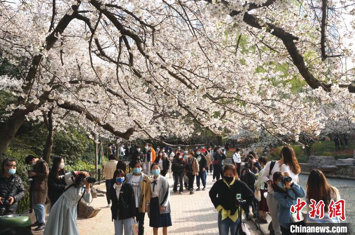 郑州樱花盛开吸引众多市民前来赏樱拍照。　韩章云 摄