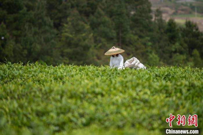 贵州茶农采收谷雨茶留住“春天”的味道