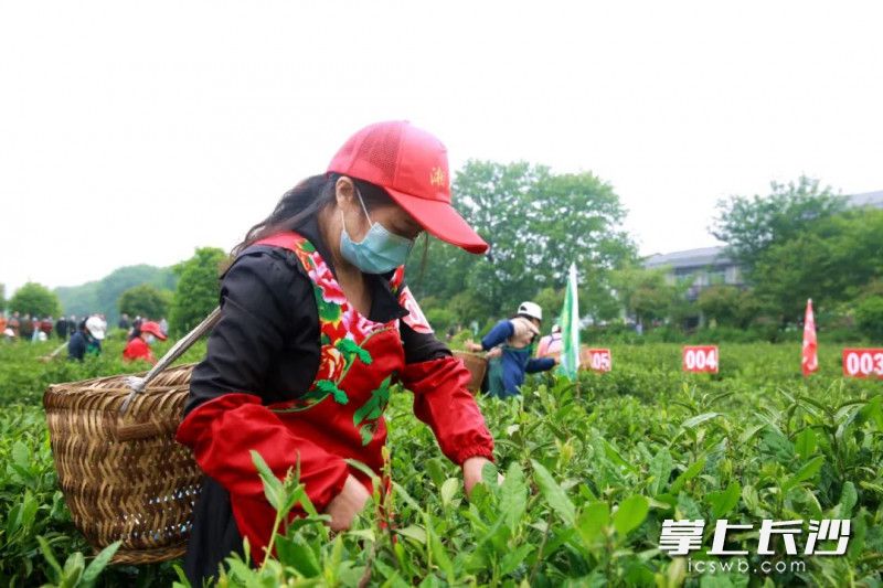 11日，湖南·沩山第四届茶旅文化节采茶比赛在沩山精彩开幕，节会亮点项目采茶比赛同步举行。