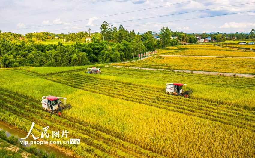 2022年8月7日，收割机在四川省广安市广安区恒升镇龙桥村优质粮油产业园收割成熟的水稻。