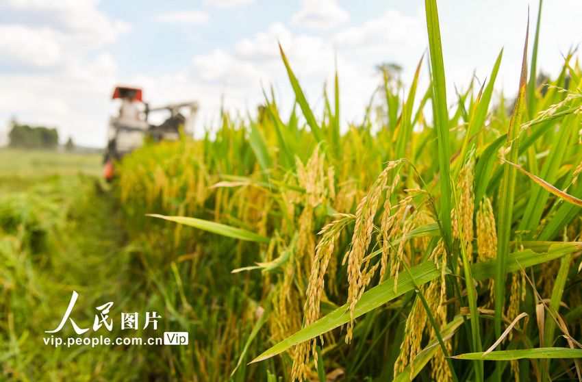 2022年8月7日，收割机在四川省广安市广安区恒升镇龙桥村优质粮油产业园收割成熟的水稻。