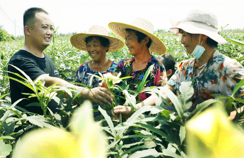 乡村振兴｜尉氏：特色农业助农富