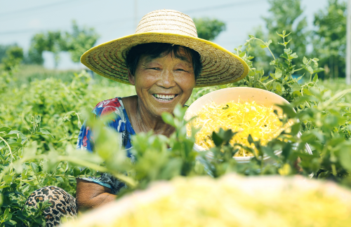 乡村振兴｜尉氏：特色农业助农富