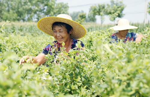 乡村振兴｜尉氏：特色农业助农富