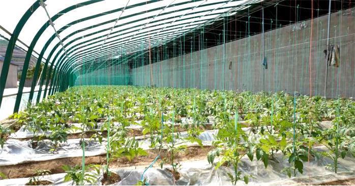 静宁县界石铺镇:依托定点真情帮扶资源 有力助推特色产业振兴