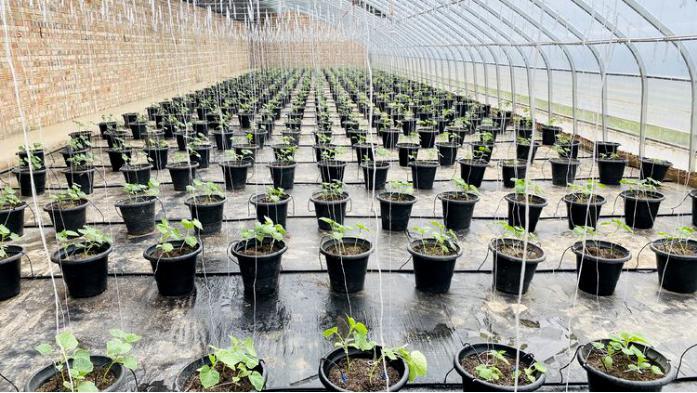 静宁县界石铺镇:依托定点真情帮扶资源 有力助推特色产业振兴