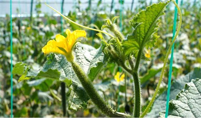 静宁县界石铺镇:依托定点真情帮扶资源 有力助推特色产业振兴